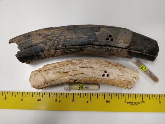 Krüüdneri ja Kukemetsa mammutite hambajäänused geoloogia instituut