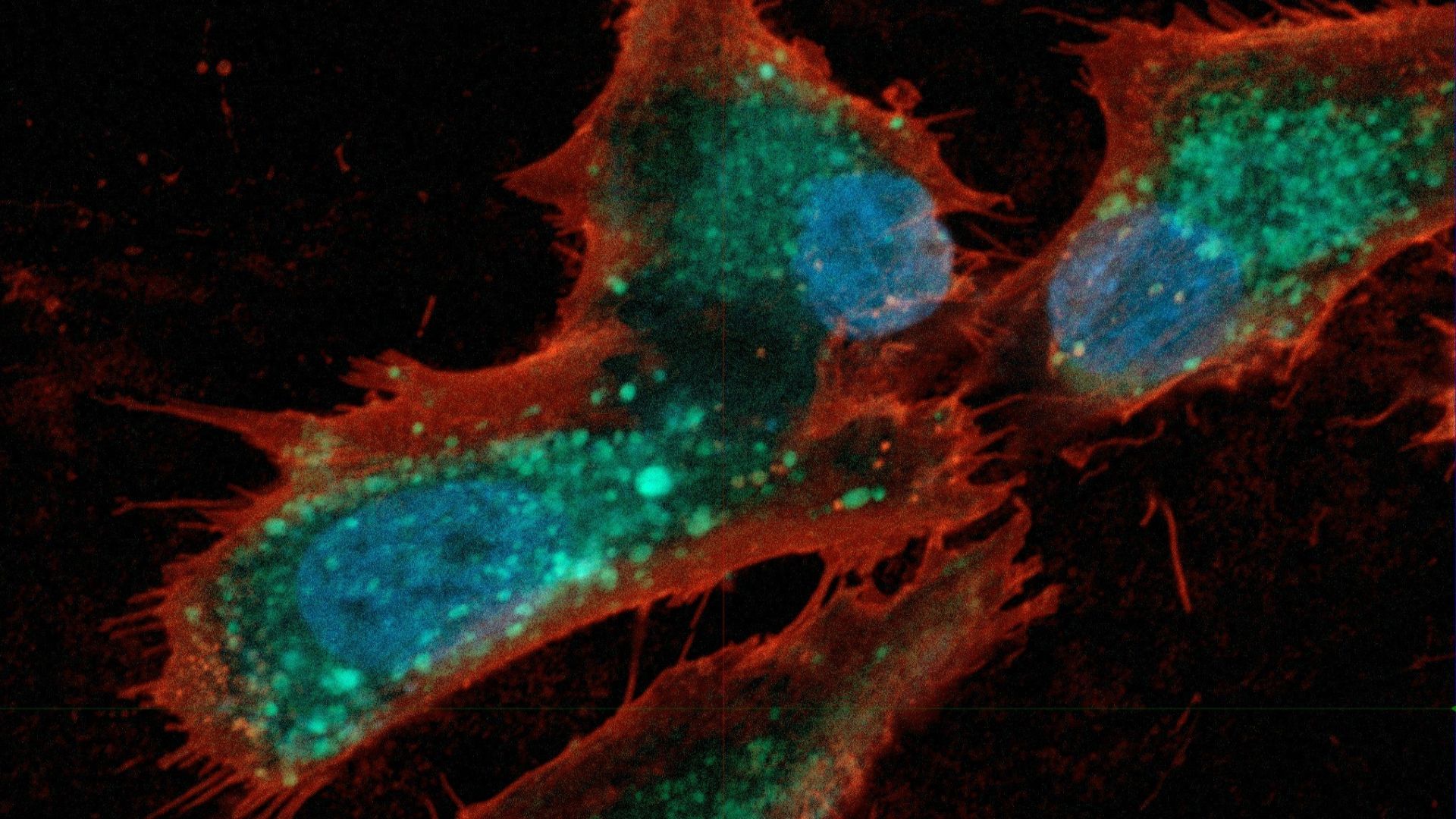 Munasarjas leiduvate folliikuli rakkude mudel mikroskoobist nähtuna