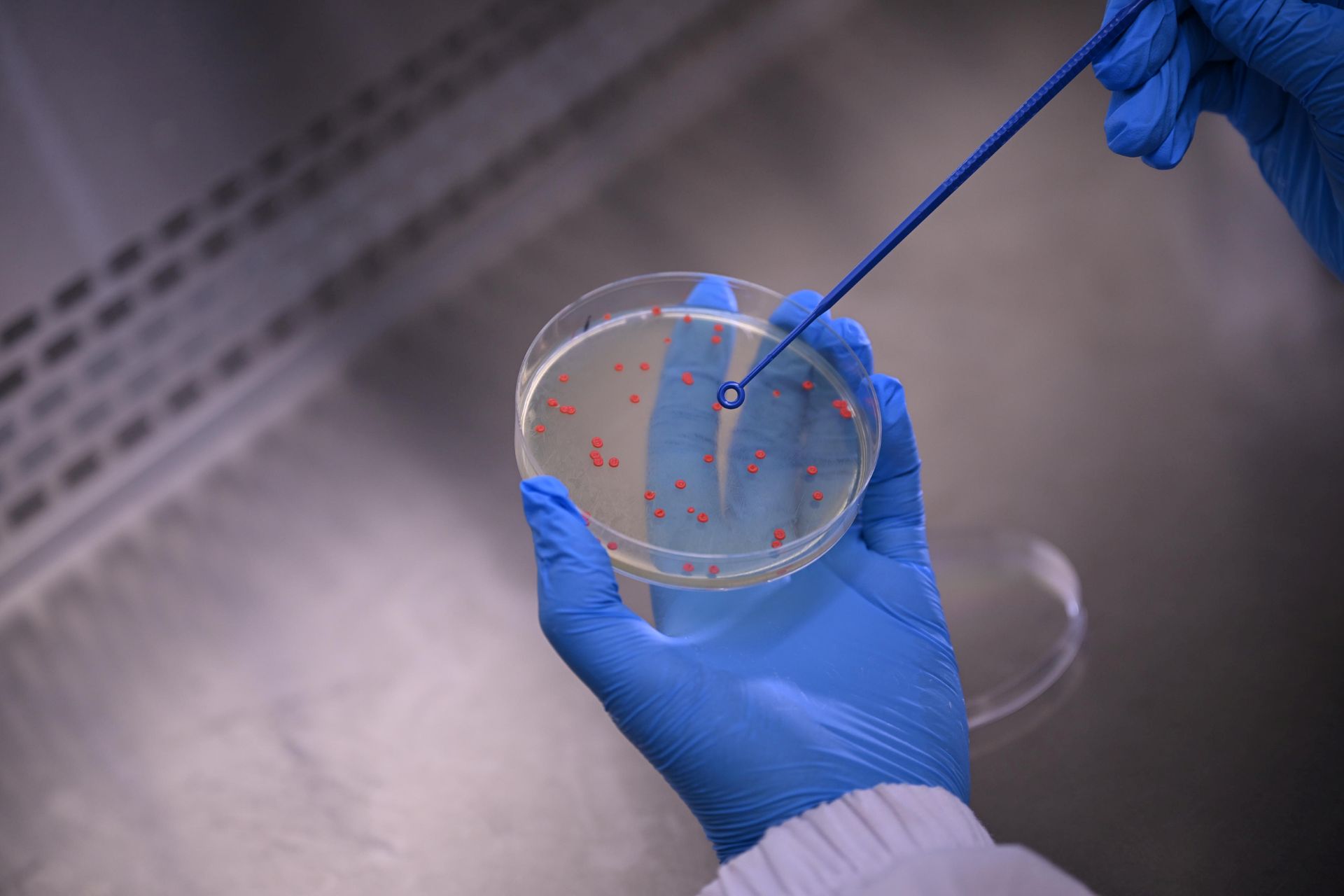 Pärm Rhodontula toruloides laboris