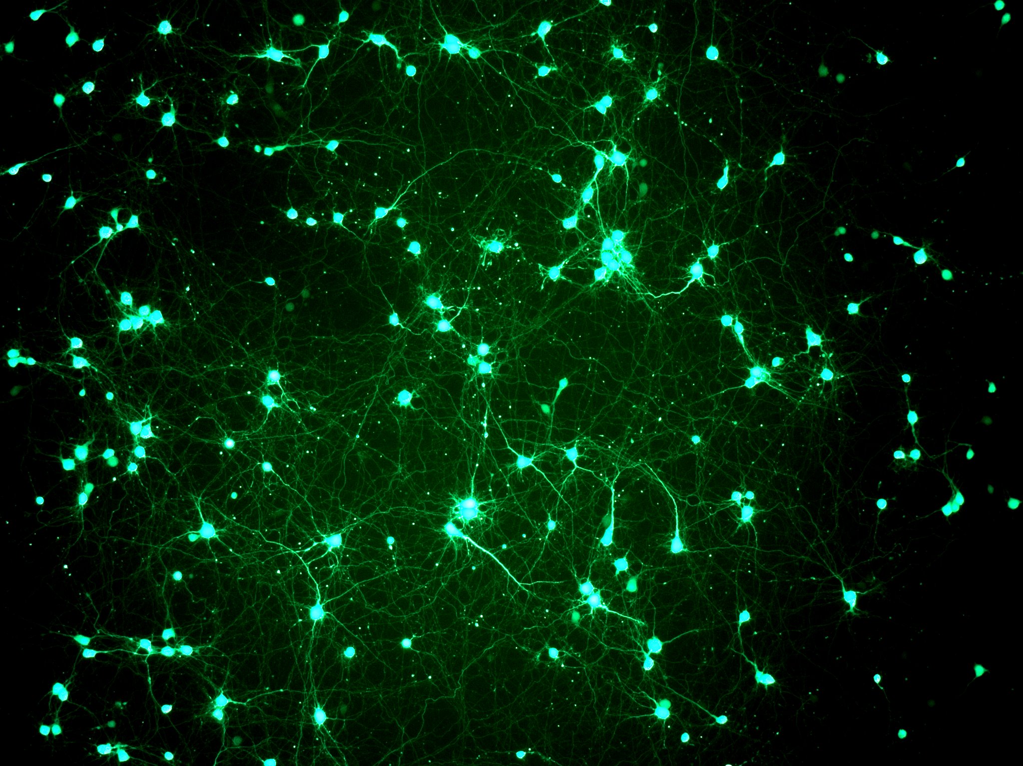 Ajukoore neuronid