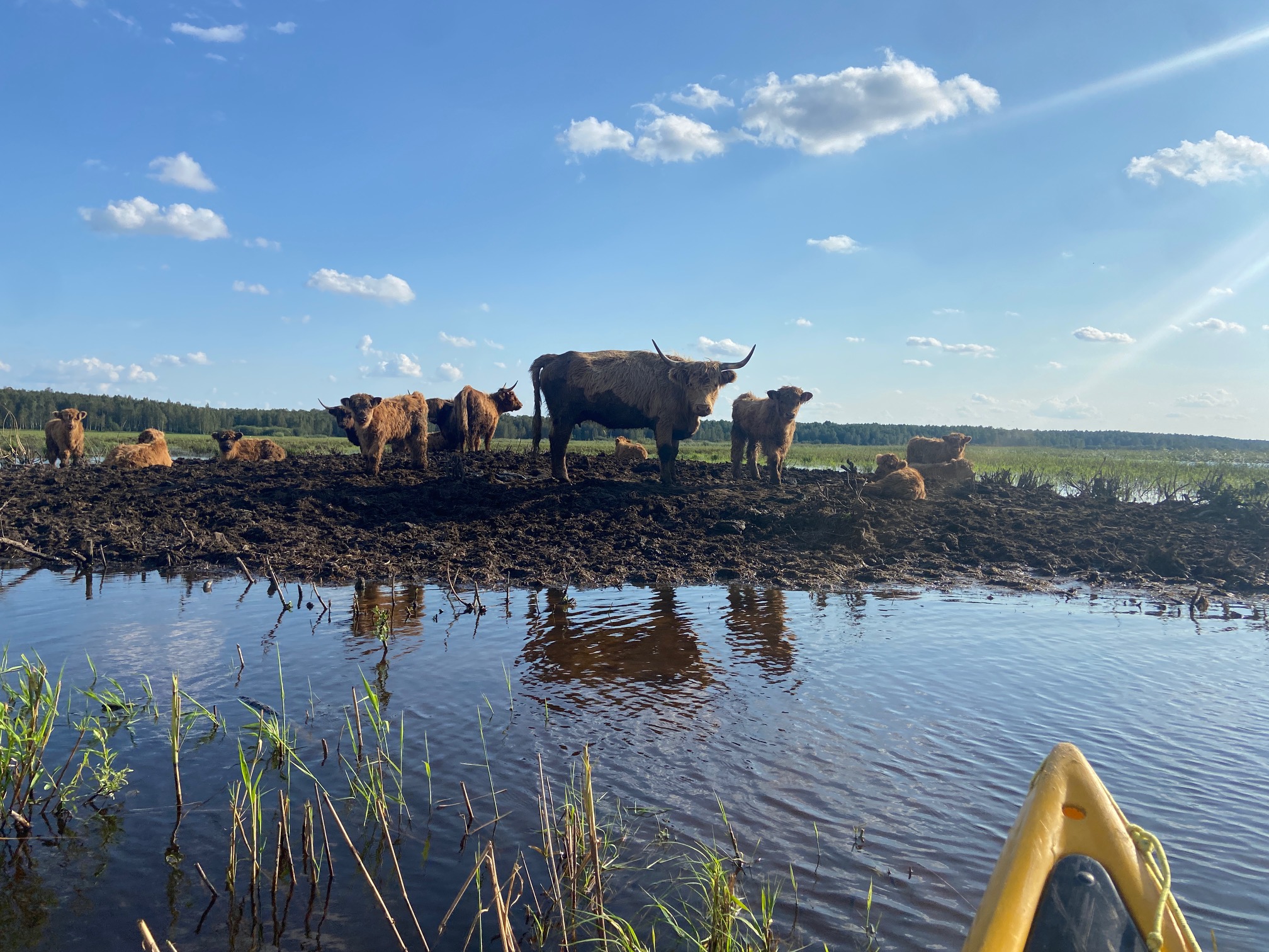 Vesi ja veised, foto: Mari Öö Sarv