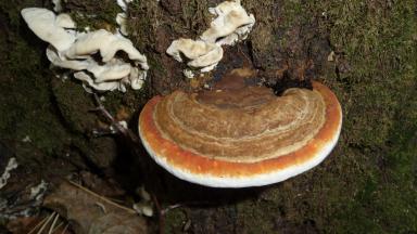 Kännupess Fomitopsis pinicola