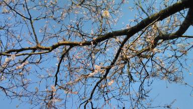 õied sinise taeva taustal