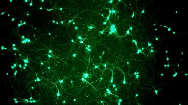 Ajukoore neuronid