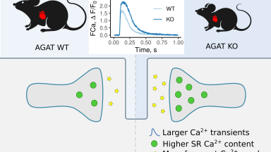 kreatiinipuudulikkus Marko Vendelin 