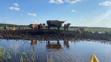 Vesi ja veised, foto: Mari Öö Sarv