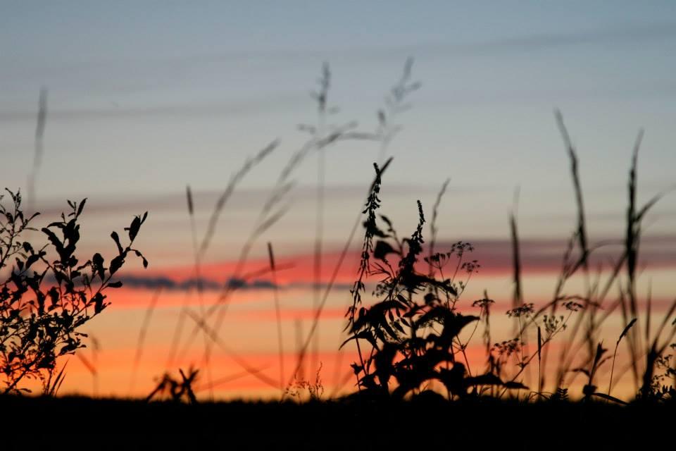 päikeseloojang niidutaimede taustal