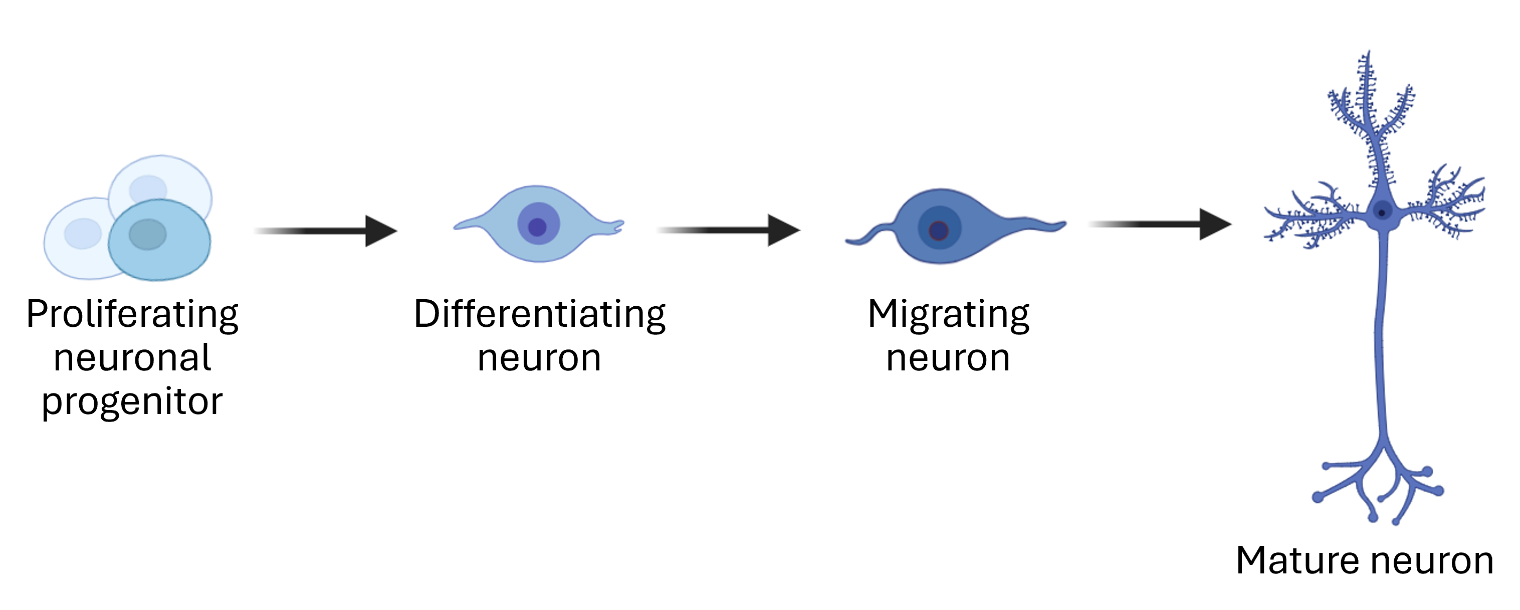 Stages of nerve cell development