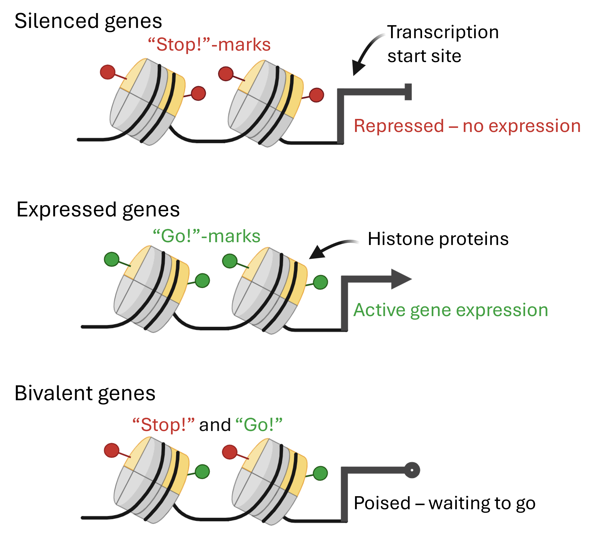 Signals for gene expression