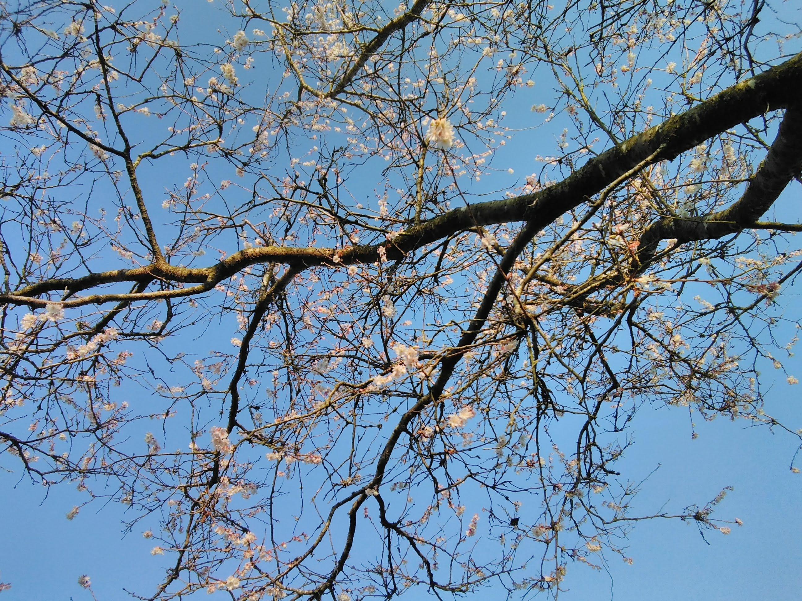 õied sinise taeva taustal