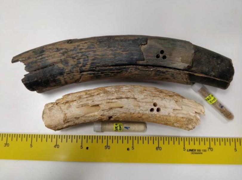 Krüüdneri mammut