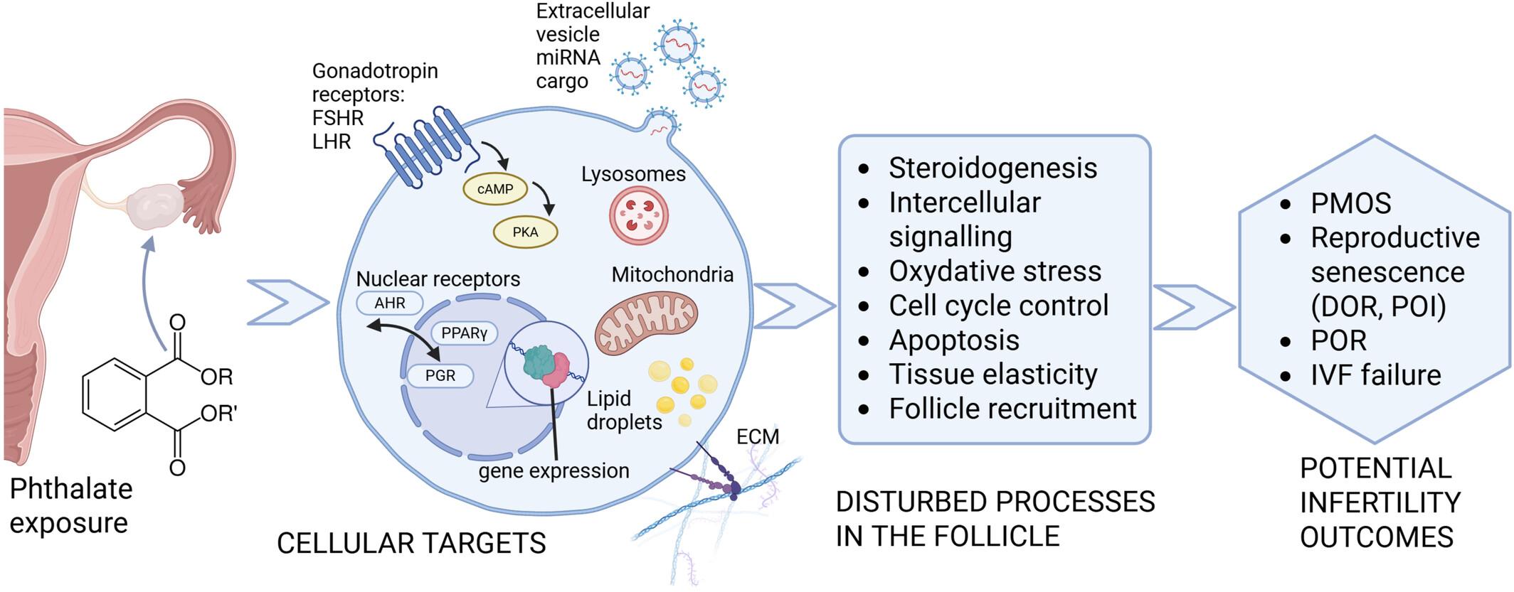 Cellular targets of phthalates in the ovarian follicle and the reproductive consequences of phthalate burden, based on evidence from human studies and in vitro models.