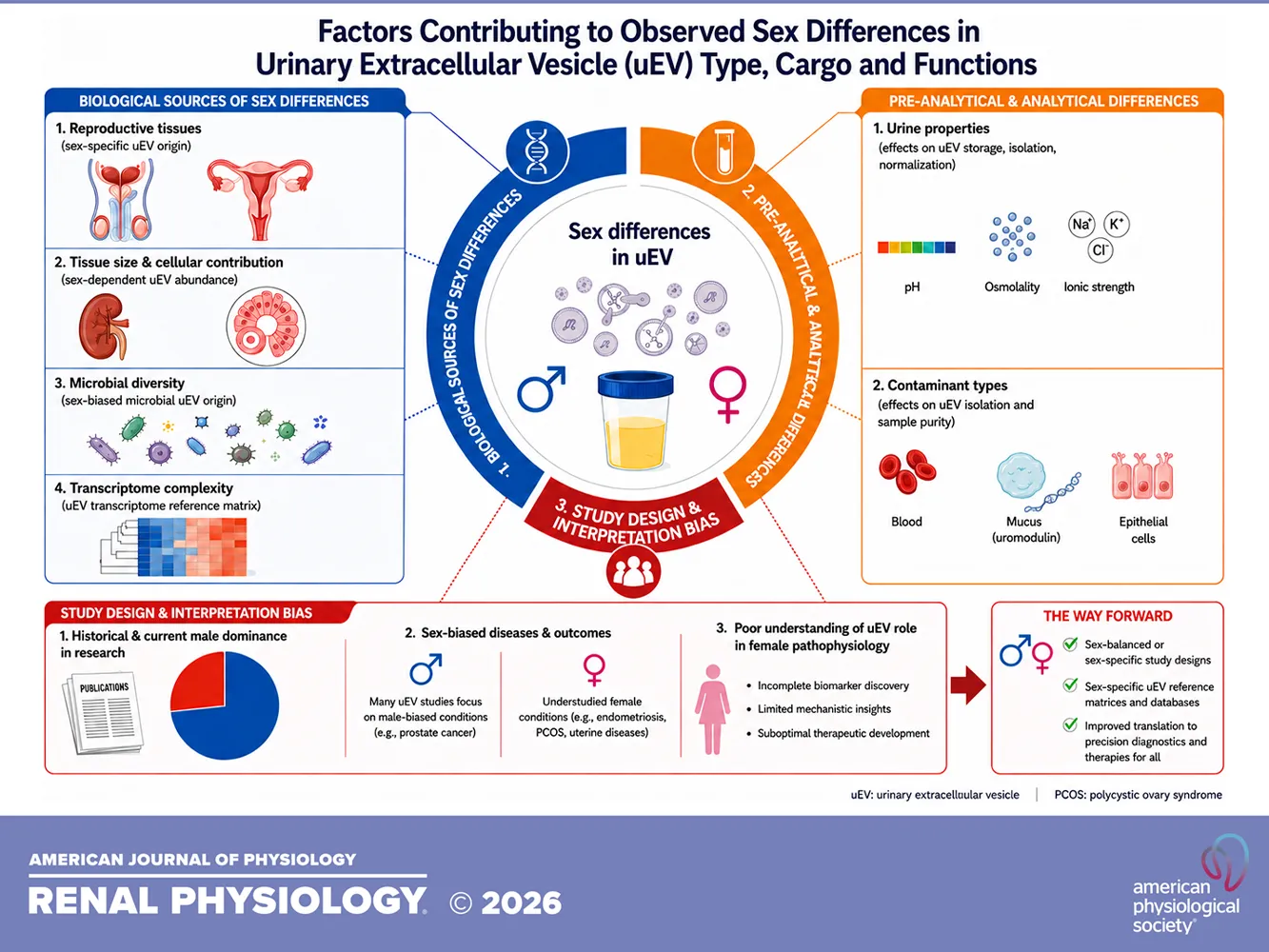 Graphical abstract: Sex differences in urinary extracellular vesicles originating from the genitourinary system in health and disease
