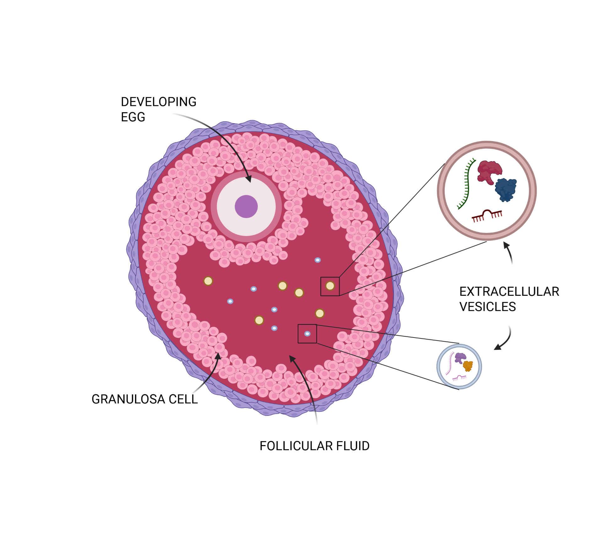 An egg cell in a fluid-filled ovarian follicle