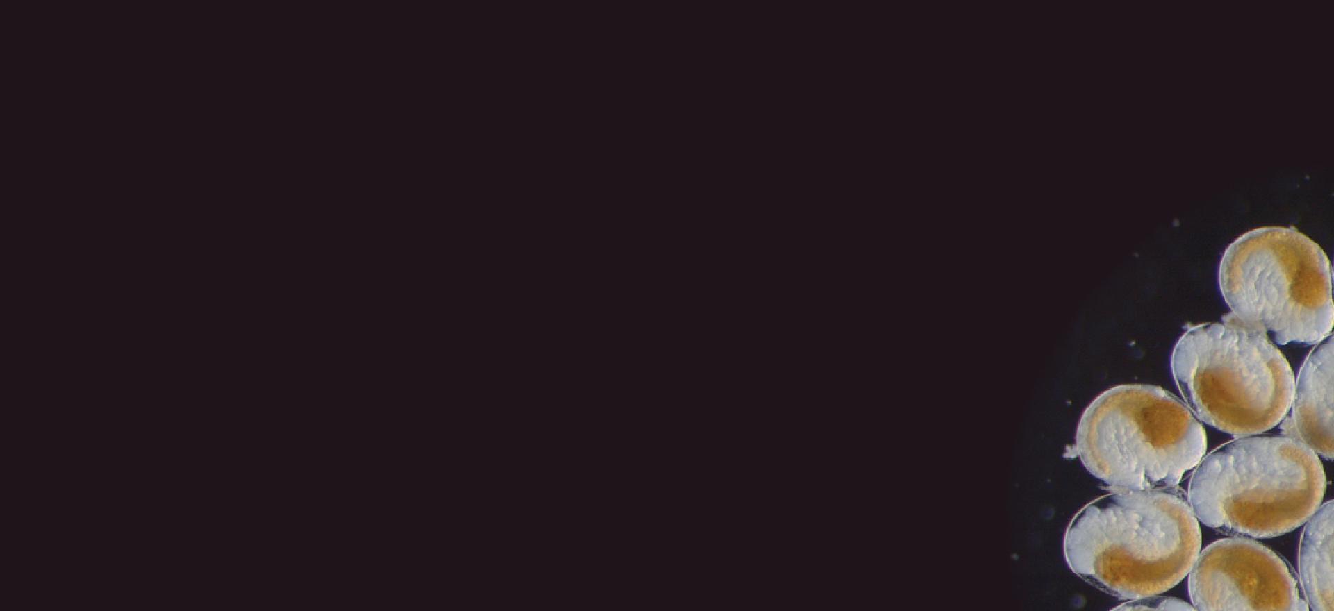 Loodusteaduste konverents